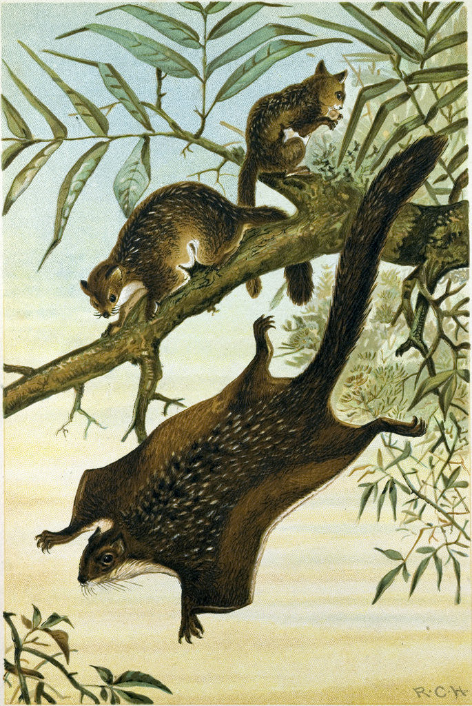 Detail of Flying Squirrel by Anonymous