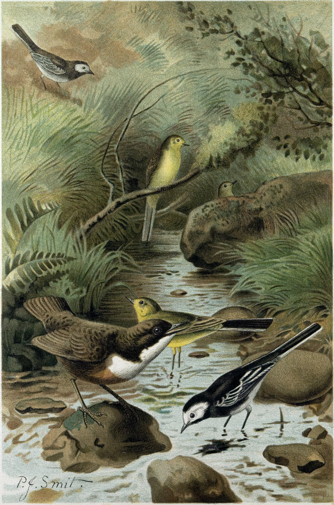 Detail of Dipper Pied Wagtail and Yellow Wagtail by Anonymous