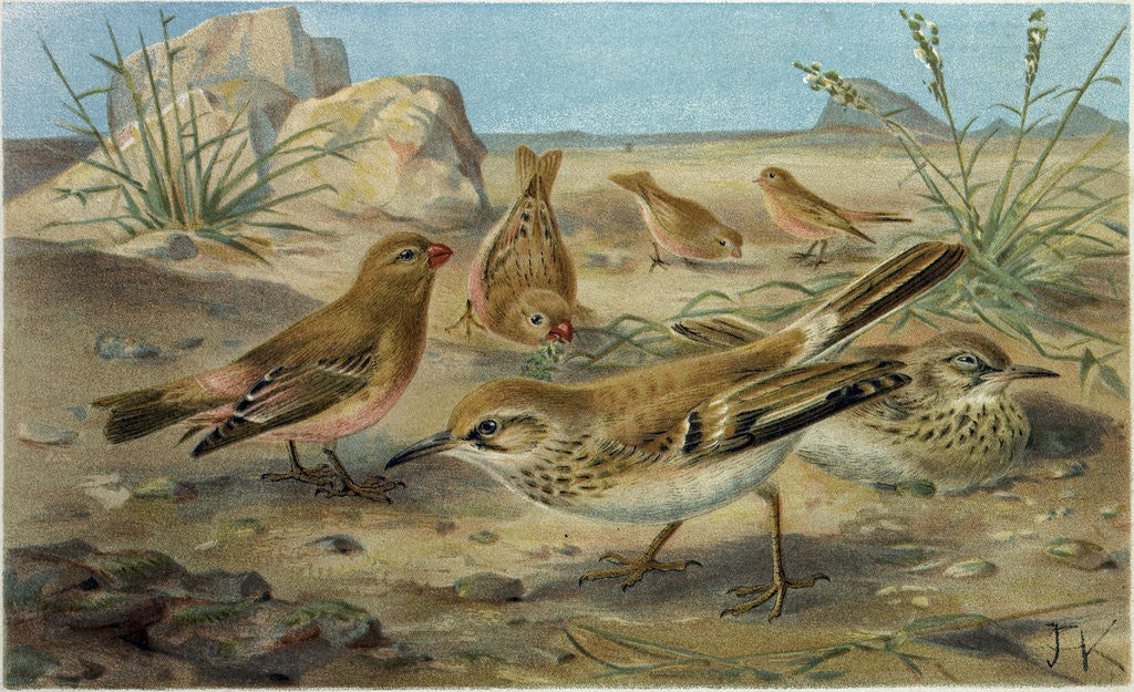 Detail of Desert Finch and Desert Lark. by Anonymous