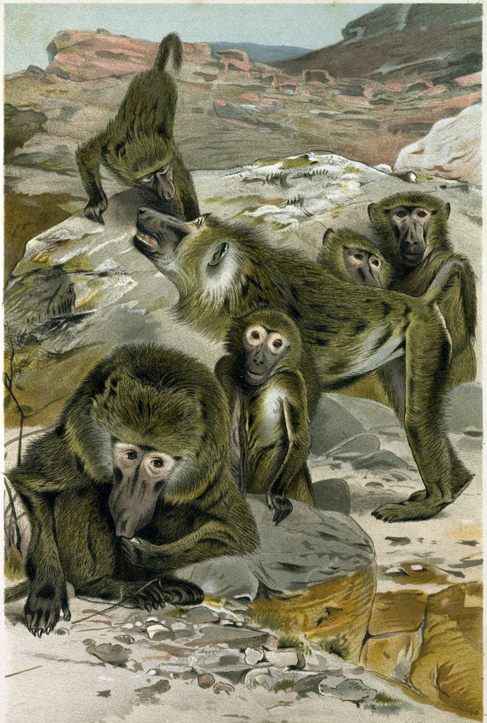 Detail of Baboons by Anonymous