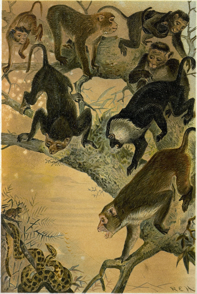 Detail of Macaques by Anonymous