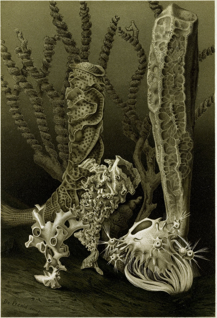 Detail of Glass Sponges by Anonymous