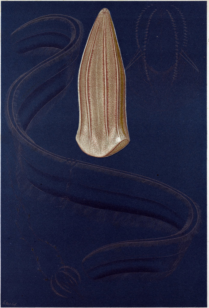 Detail of Ctenophores by Anonymous