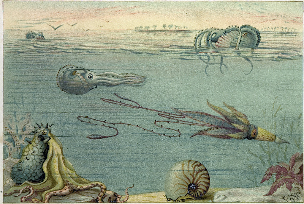 Detail of Cephalopoda by Anonymous