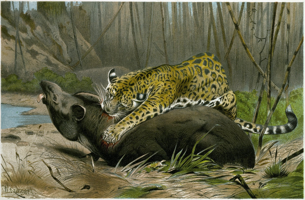 Detail of Jaguar Killing Tapir by Anonymous