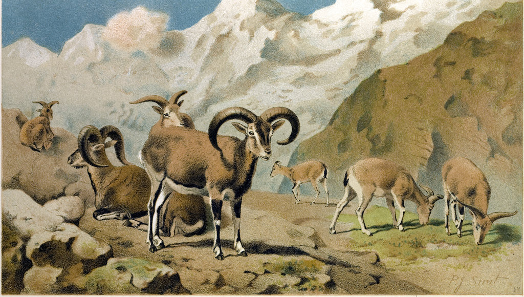 Detail of Bharal by Anonymous