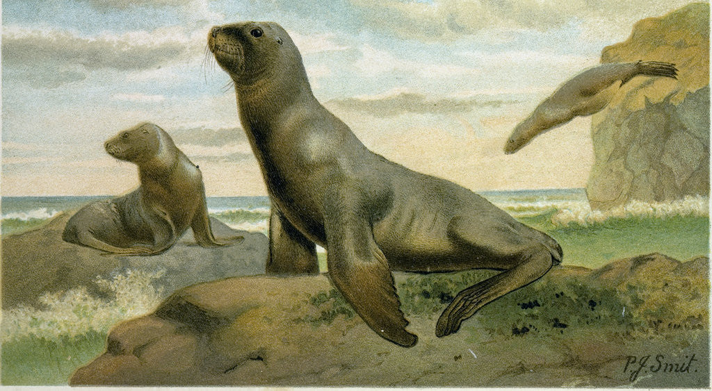 Detail of Hooker's Sea Lion by Anonymous