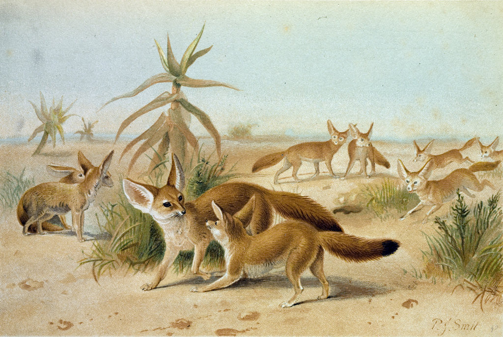 Detail of African Fennecs by Anonymous