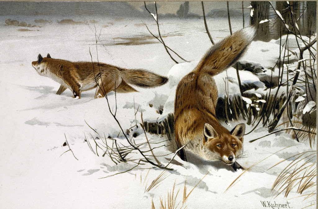 Detail of Common Fox by Anonymous