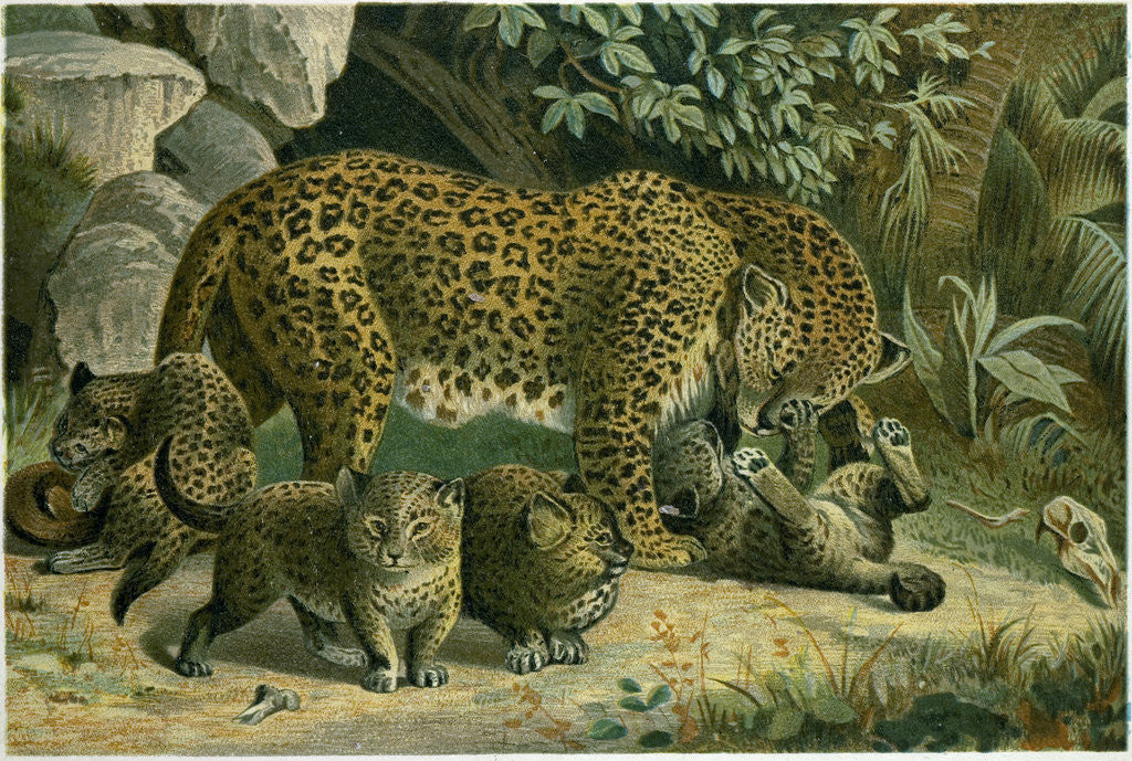 Detail of Leopard by Anonymous