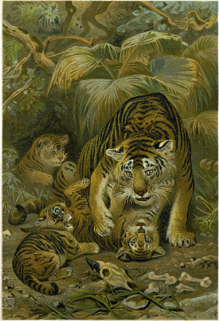 Detail of Tigress and Cubs by Anonymous