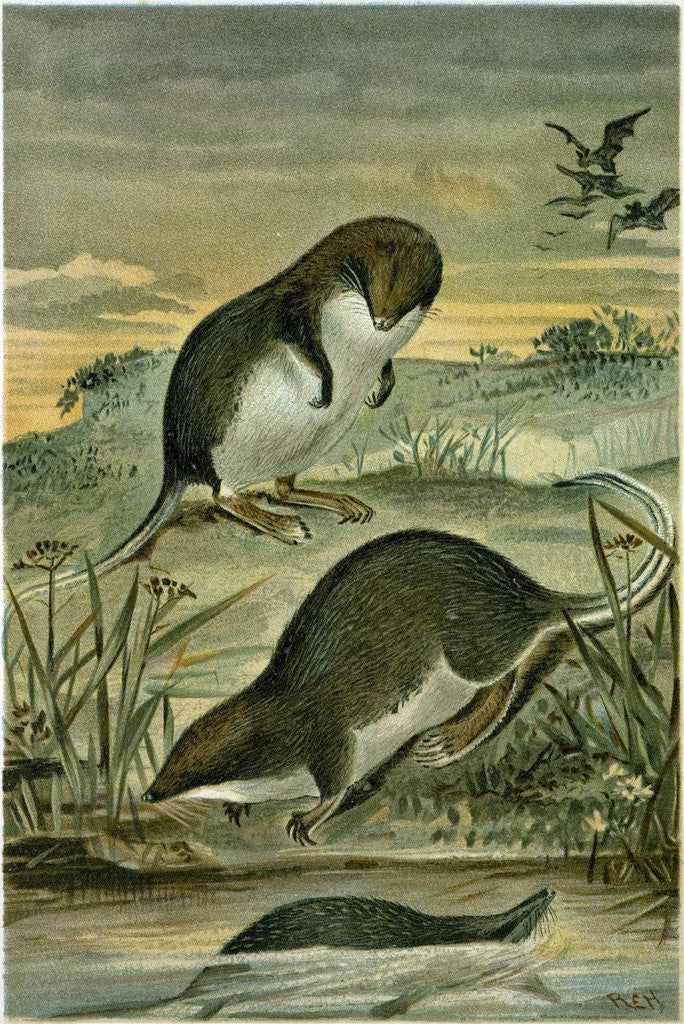 Detail of Web-Footed Shrews by Anonymous