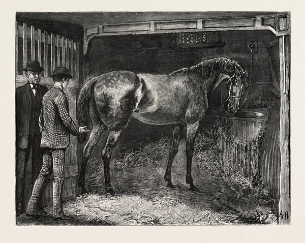 Horse, Stable posters & prints by Anonymous