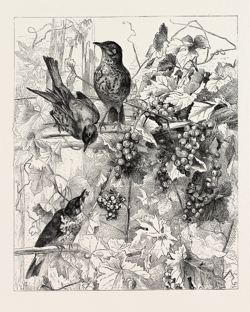 Detail of Thrushes in the Vineyard by Anonymous