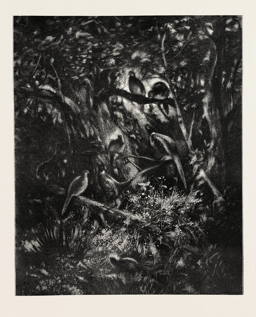 Detail of The Pheasants' Home by Anonymous