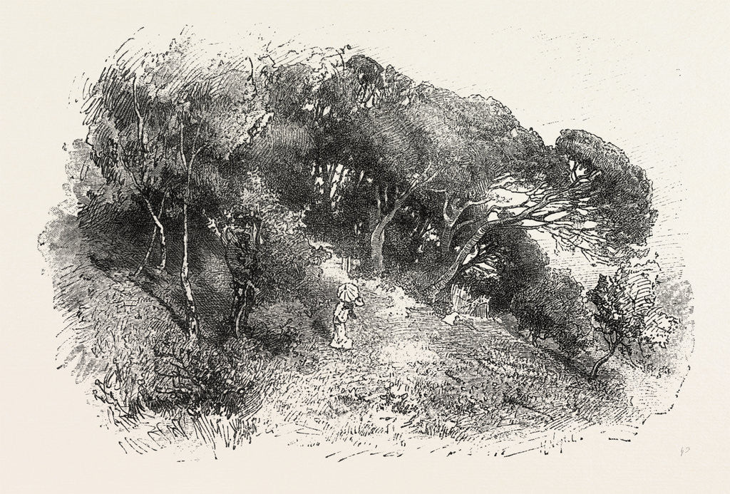Detail of Pine Grove at Cannes, France by Anonymous