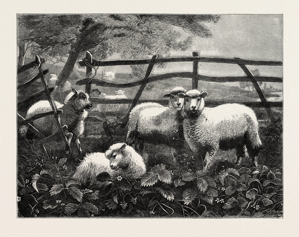 Detail of Sheep by Anonymous