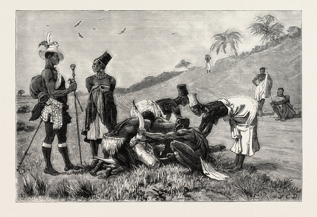 Detail of The Zulu War-Natal Kaffirs Cutting Up a Dead Bullock by Anonymous