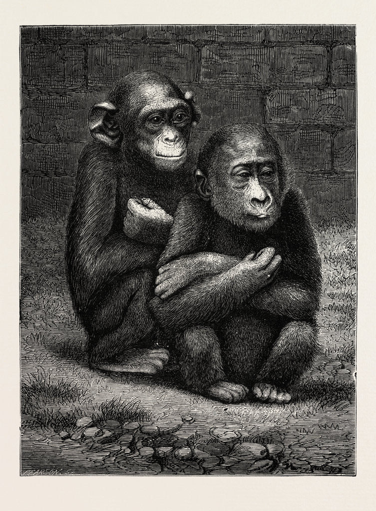 Detail of The Gorilla and Chimpanzee Exhibited at the Crystal Palace, London by Anonymous