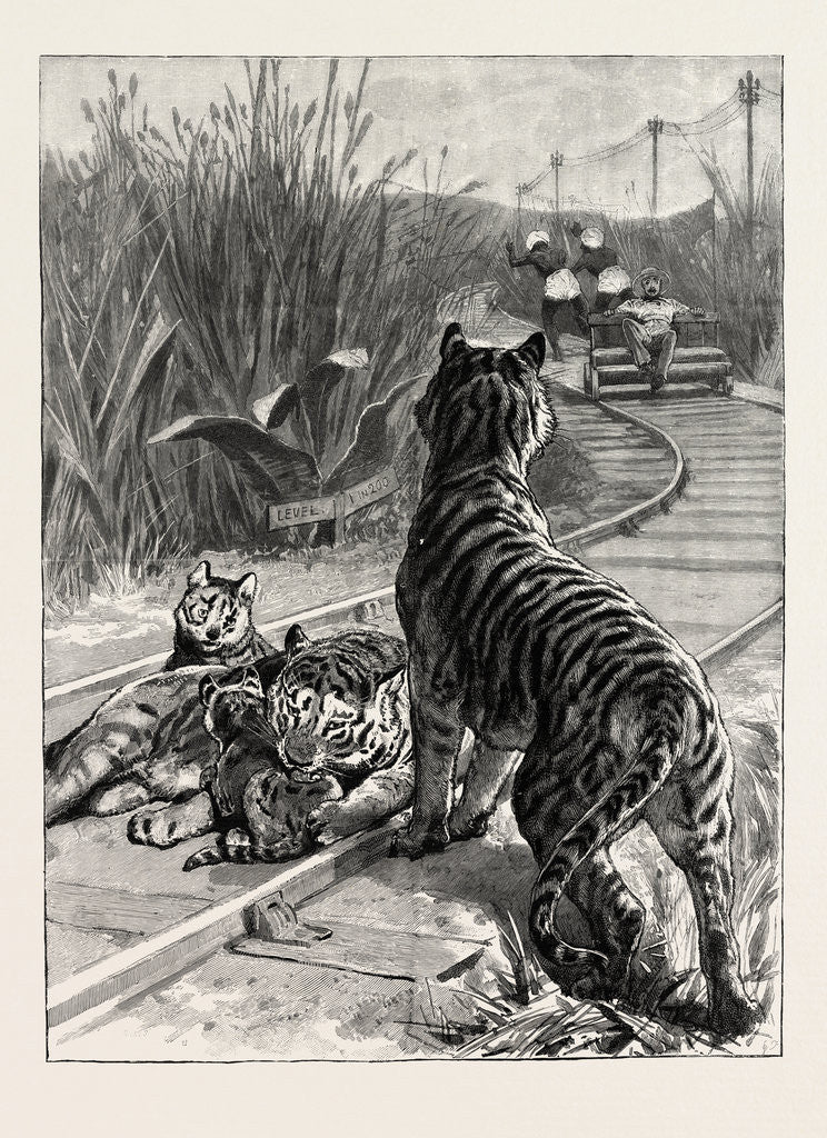 Detail of An Unexpected Danger an Engineer's Predicament in India, Tigers on the Railway Track by Anonymous
