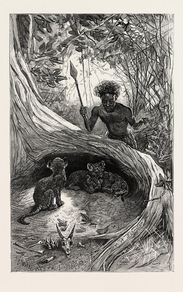 Detail of I Saw in the Hollow Between the Roots of a Big Tree Three Little Cubs About Two Months Old by Anonymous