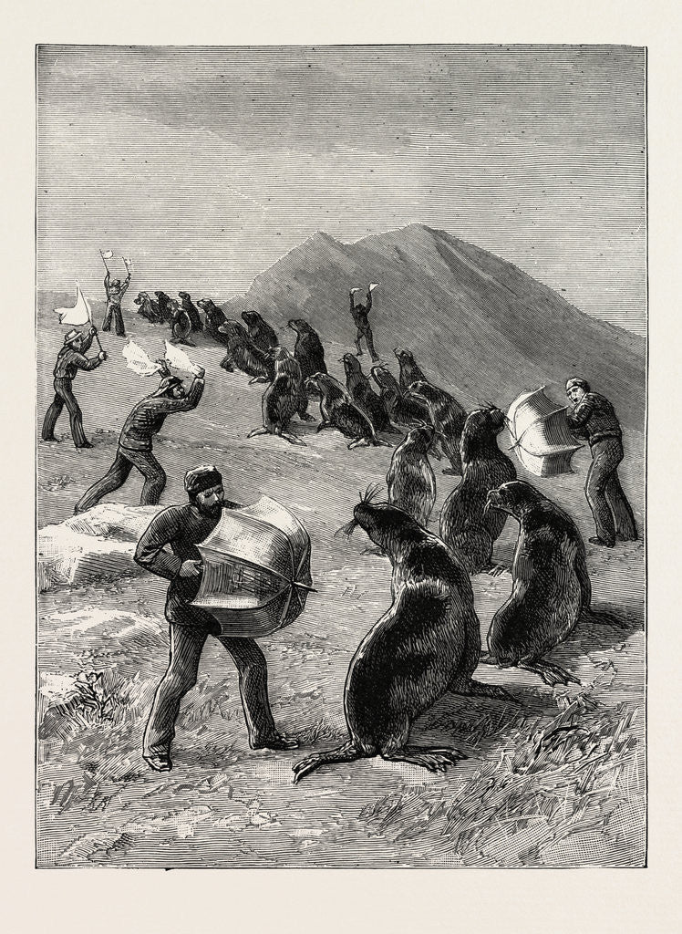 Detail of The American Fisheries Question, Driving Seals to the Killing Place, Behring's Straits, United States by Anonymous