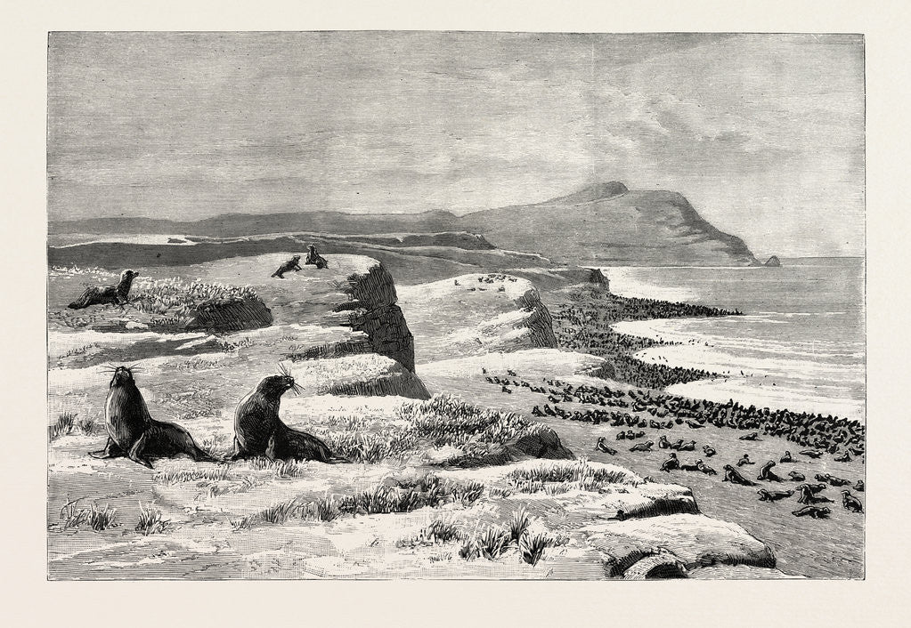Detail of The American Fisheries Question, Fur Seal Rookery in the Pribylov Islands, United States by Anonymous