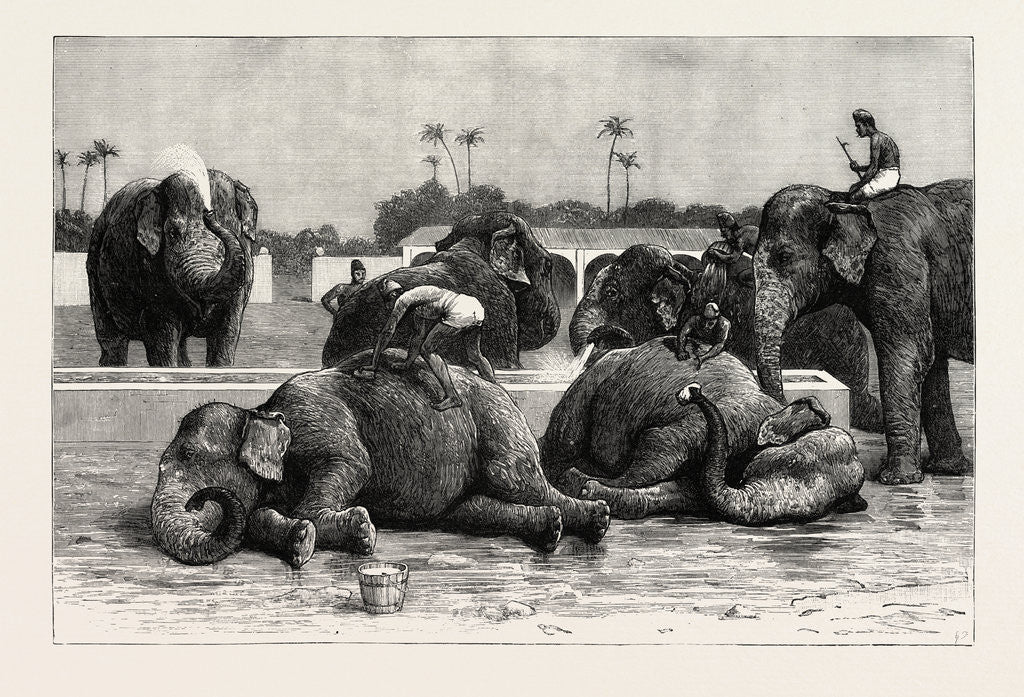 Detail of Elephants in India, the Morning Bath Before Breakfast by Anonymous
