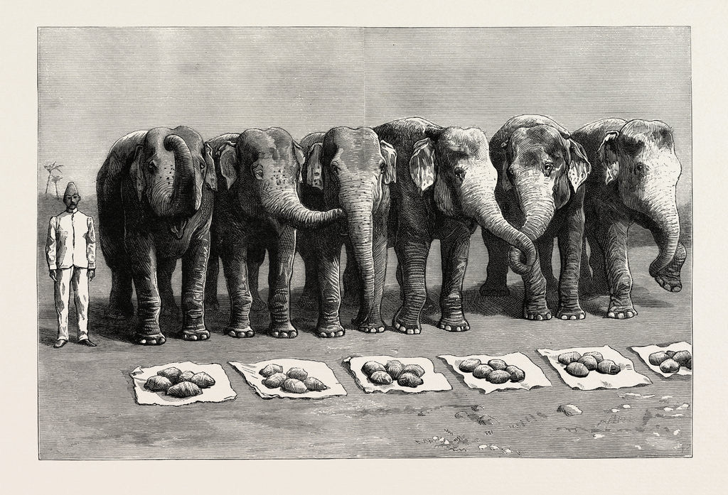 Detail of Elephants in India, Breakfast Waiting for the Word Feed by Anonymous