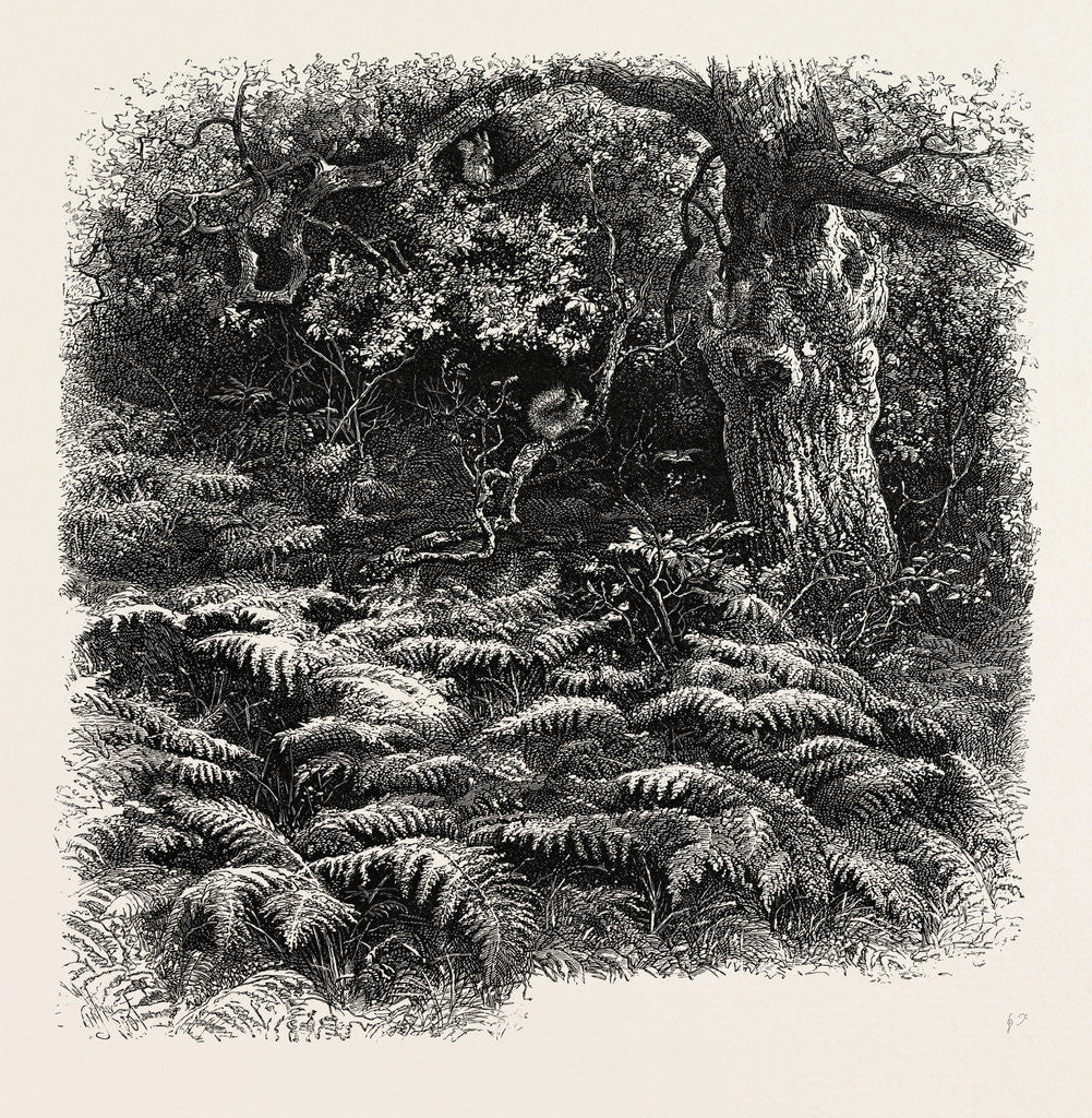 Detail of At Bas Breau, Bas-Breau, the Forest of Fontainebleau, France by Anonymous