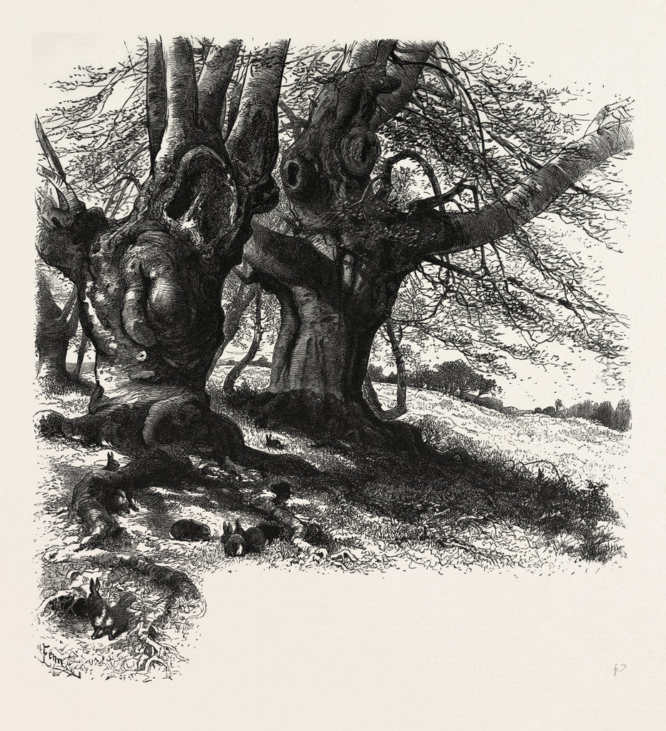 Detail of Burnham Beeches, the Forest Scenery of Great Britain by Anonymous