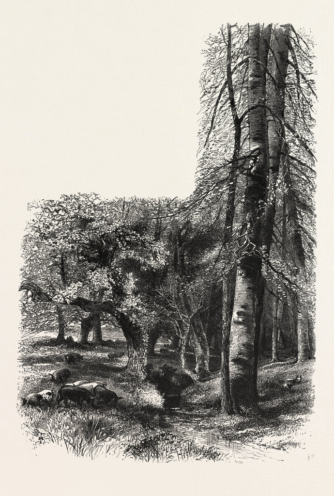 Detail of In the New Forest, Near Lyndhurst, the Forest Scenery of Great Britain by Anonymous