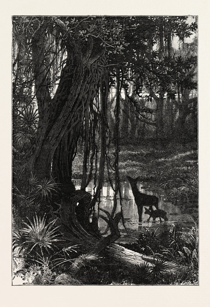 Detail of Forest Scenery, Florida by Anonymous