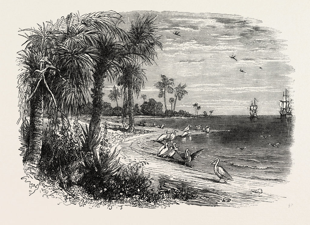 Detail of View on the Coast of Florida by Anonymous