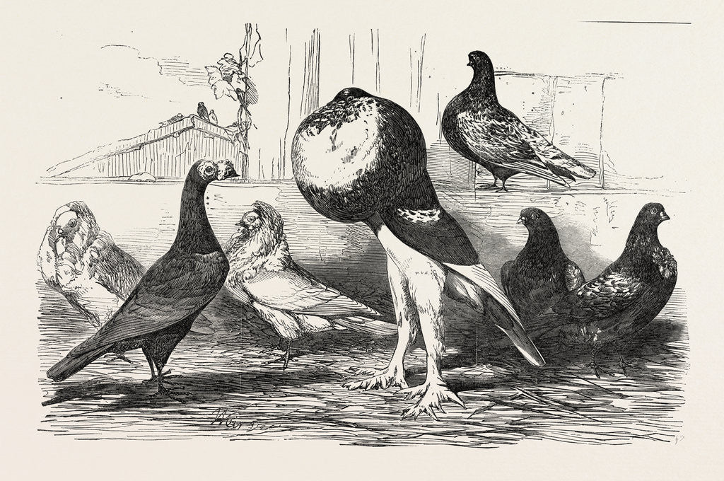 Detail of Pigeons Exhibited by the Philoperisteron Society by Anonymous