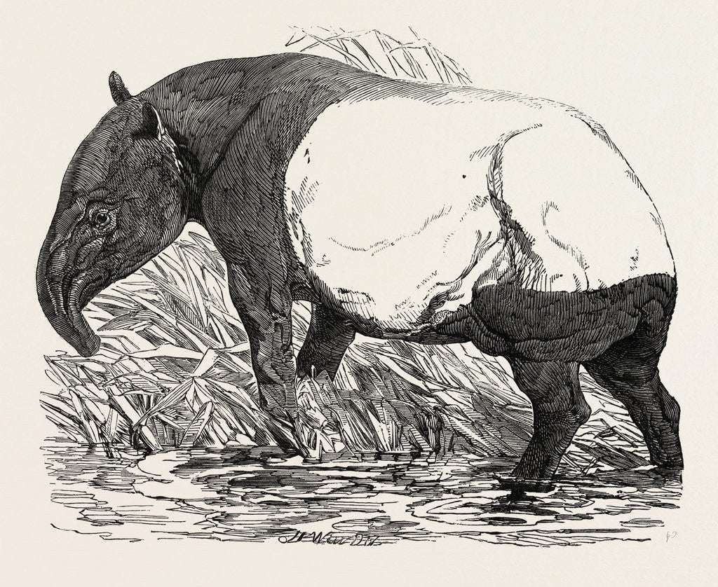 Detail of Malayan Tapir, in the Menagerie of the Zoological Society, Regent's Park, London by Anonymous