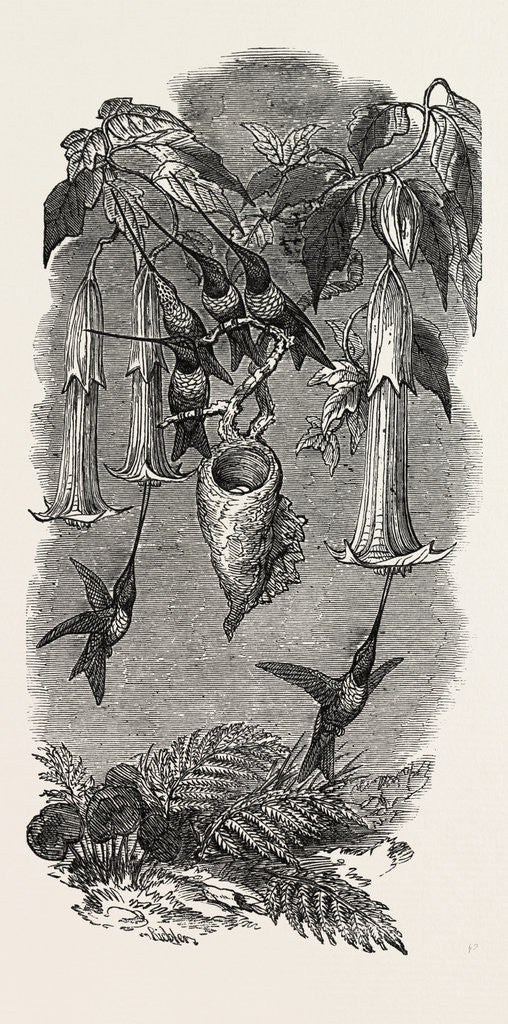 Detail of Humming Birds, from Mr. Gould's Collection, in the Gardens of the Zoological Society, Regent's Park, London by Anonymous