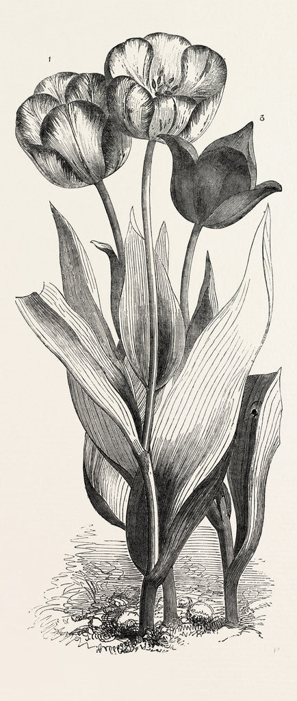 Detail of 1. Seedling Tulip, Raised by Mr. Groom. 2. Feathered Bizard Tulip: Dr. Horner 3. Wild Tulip of the Levant by Anonymous
