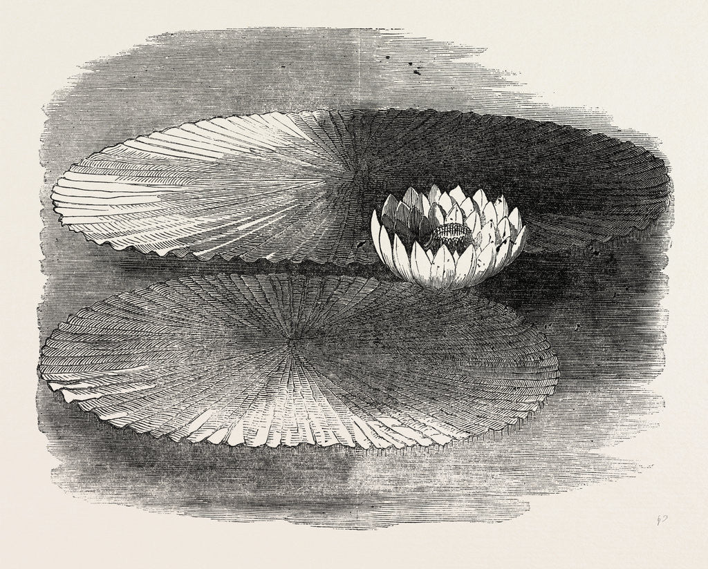 Detail of Victoria Regia, in Flower, at Messrs. Weeks's, King's Road Nursery, Chelsea, London by Anonymous
