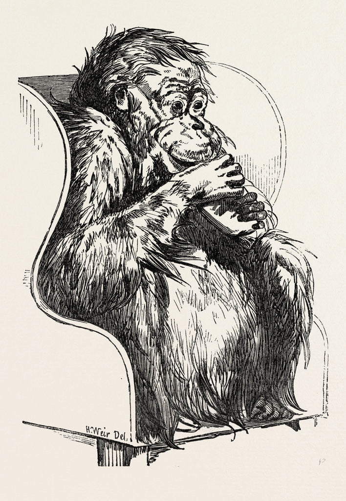 Detail of Orang Utan, Presented to the Zoological Society's Gardens, Regent's Park, London by Anonymous