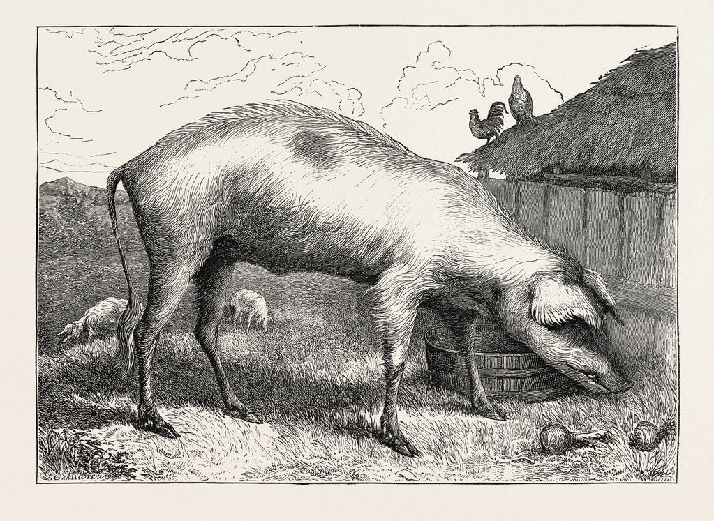 Detail of French Hog by Anonymous