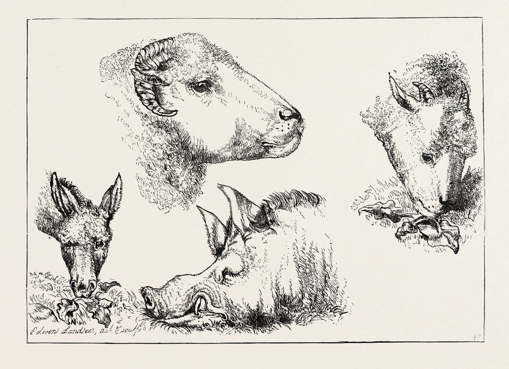 Detail of Heads of Boar and Sheep by Anonymous