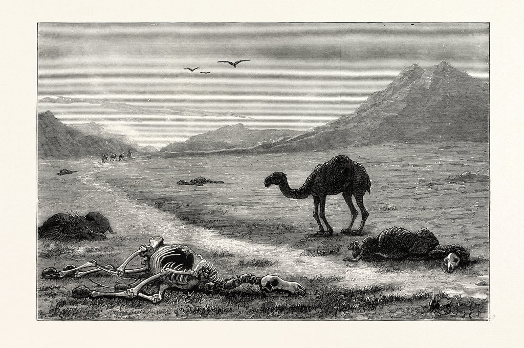 Detail of A Camel Left to Die, an Incident in the Afghan War, Afghanistan by Anonymous