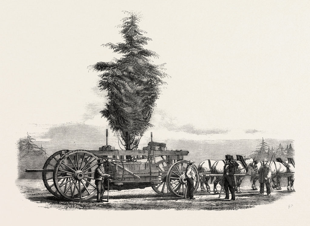 Detail of Removal of a Large, Tree from Chiswick to the New Gardens of the Horticultural Society at South Kensington, London by Anonymous