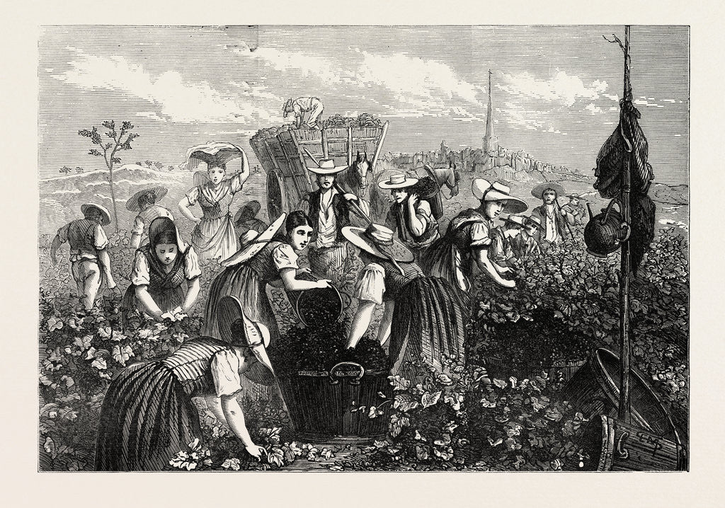 Detail of The Vintage in Bas Languedoc, South of France by Anonymous