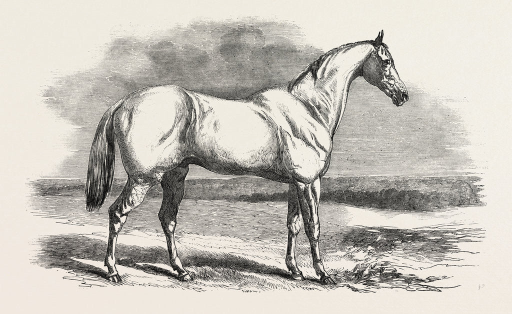 Detail of Tam O' Shanter, the Crack Racer of Buenos Ayres by Anonymous