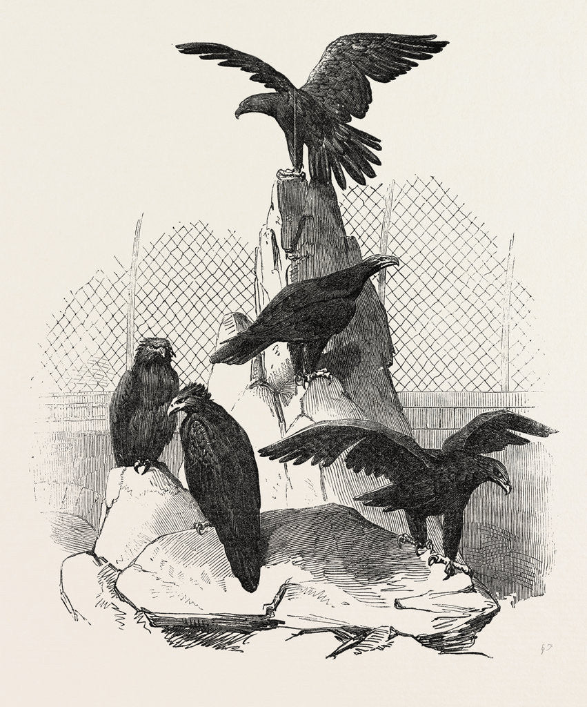 Detail of Australian Eagles in the Menagerie of the Zoological Society, Regent's Park, London by Anonymous