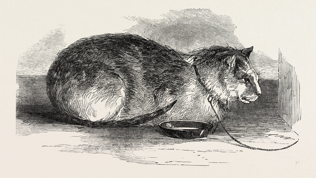 Detail of Tortoiseshell Tom Cat by Anonymous