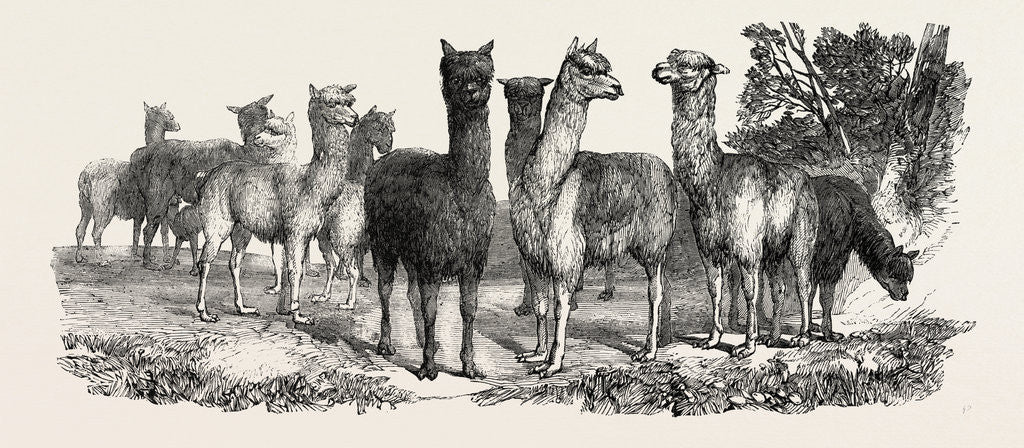 Detail of Alpacas, in the Knowsley Menagerie by Anonymous
