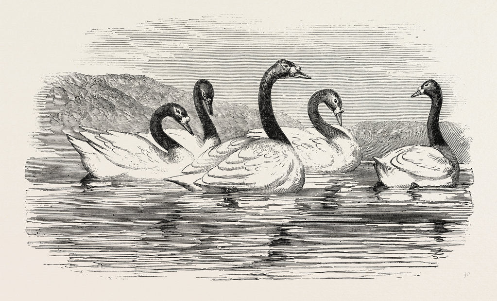 Detail of Black-Necked Swans, in the Knowsley Aviary by Anonymous